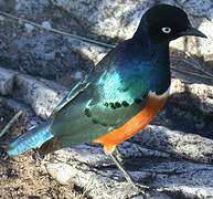 Superb Starling