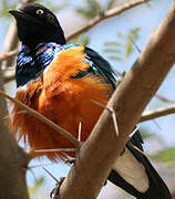 Superb Starling