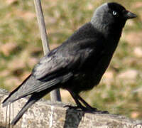 Western Jackdaw