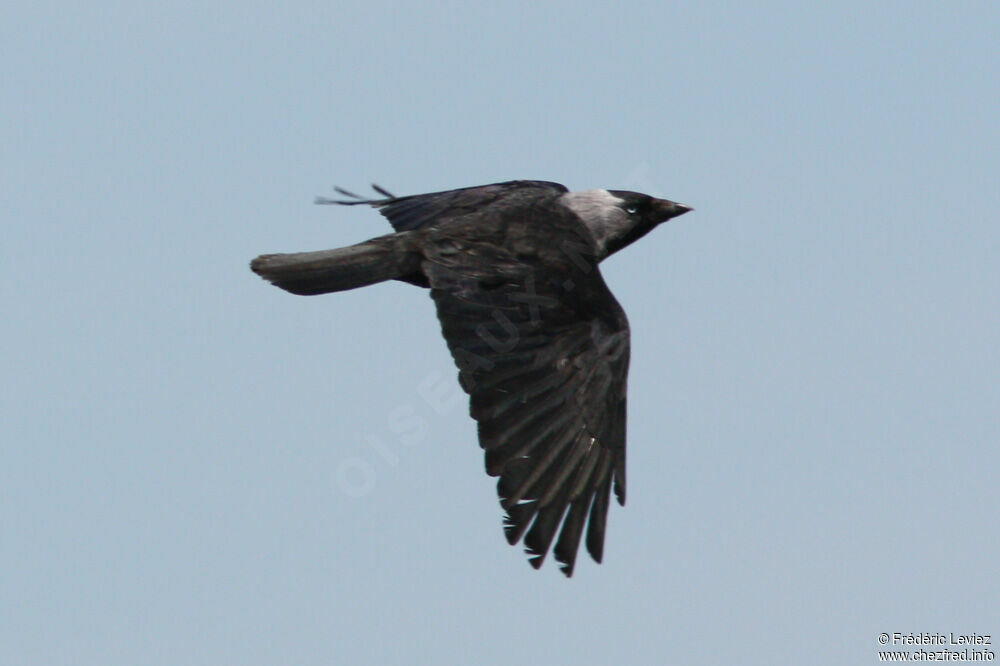 Western Jackdawadult, Flight