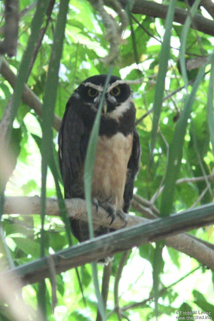 Chouette à lunettesadulte, identification