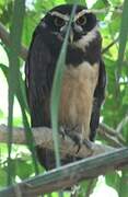 Spectacled Owl