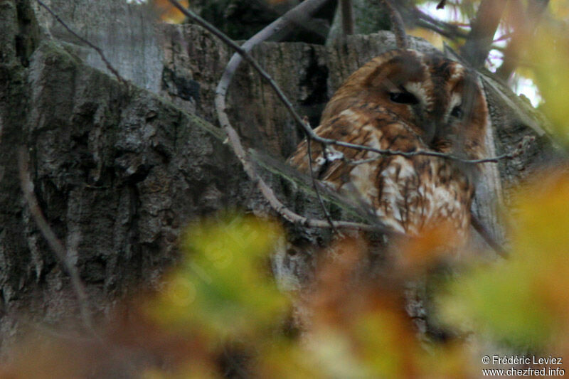 Tawny Owladult