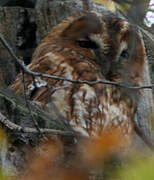 Tawny Owl