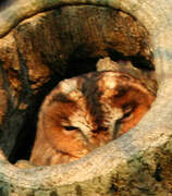 Tawny Owl