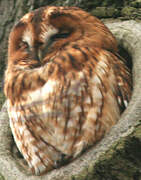 Tawny Owl