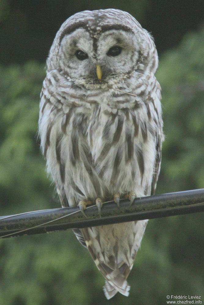 Chouette rayée, identification