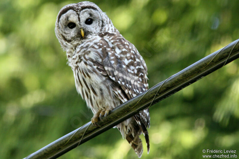 Barred Owl, identification