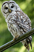 Barred Owl