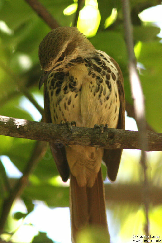 Spotted Palm Thrushadult, identification