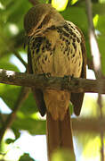 Spotted Palm Thrush