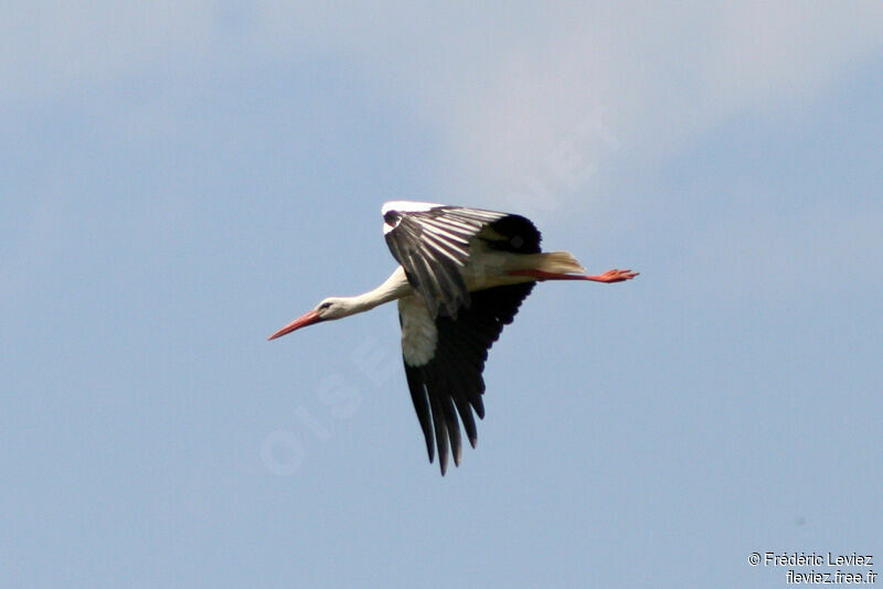 White Storkadult