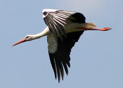 White Stork