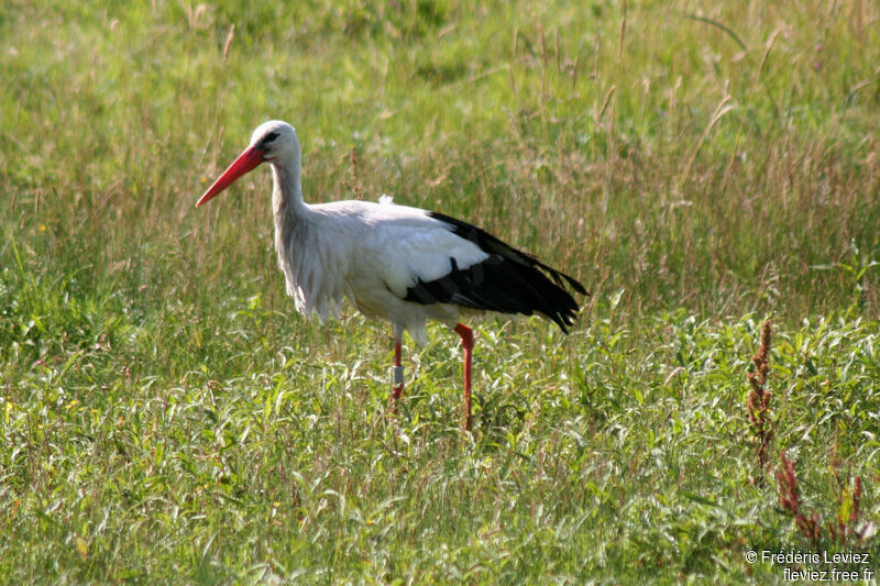 Cigogne blancheadulte