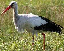 White Stork