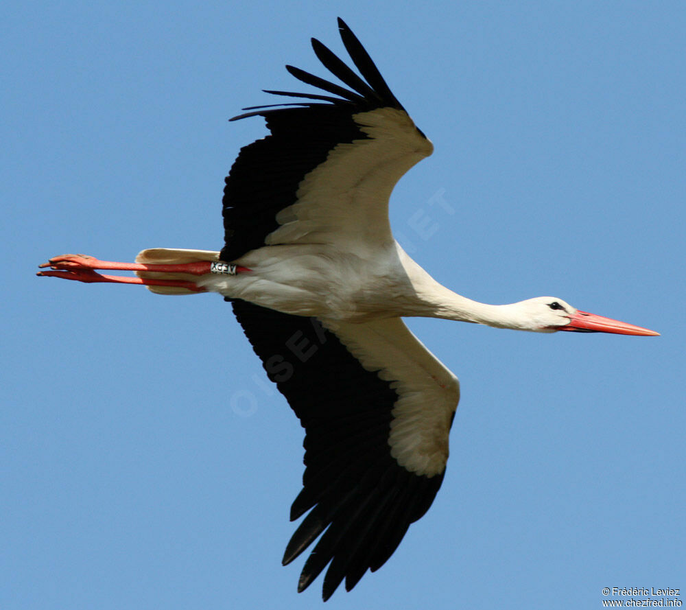 Cigogne blancheadulte, Vol