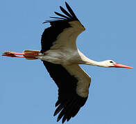 White Stork