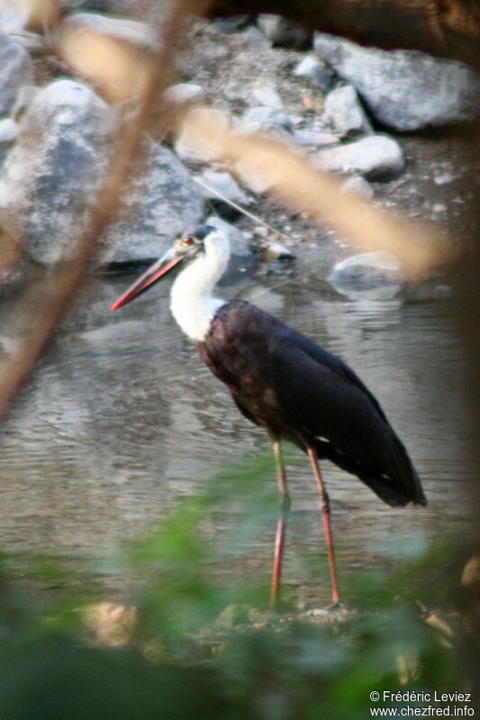 Cigogne épiscopaleadulte