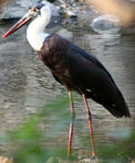 Asian Woolly-necked Stork