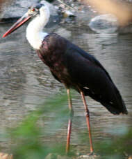 Cigogne épiscopale