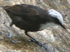 White-capped Dipper