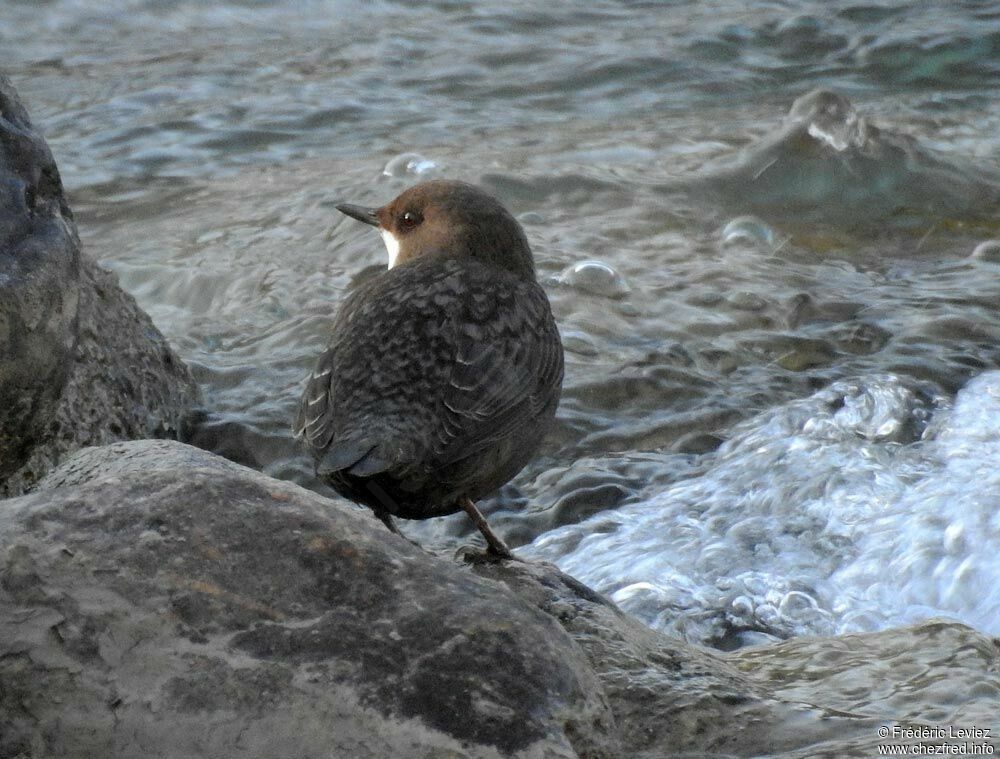 White-throated Dipper