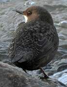 White-throated Dipper