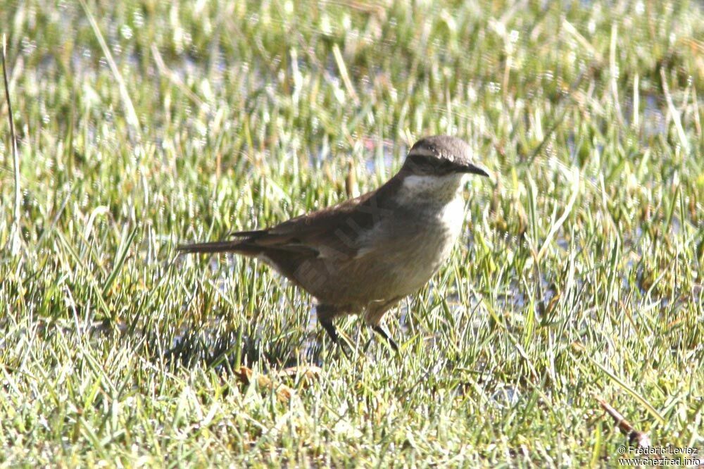 White-winged Cinclodesadult