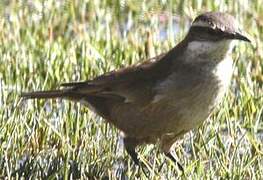 White-winged Cinclodes