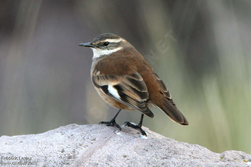 Cinclode à ailes crèmeadulte, identification