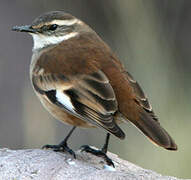 Cream-winged Cinclodes