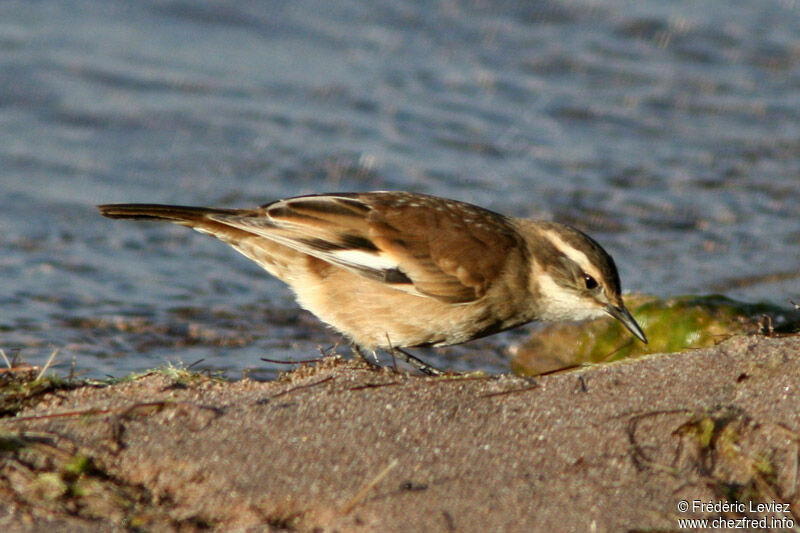 Cream-winged Cinclodes