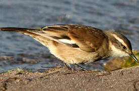 Cream-winged Cinclodes