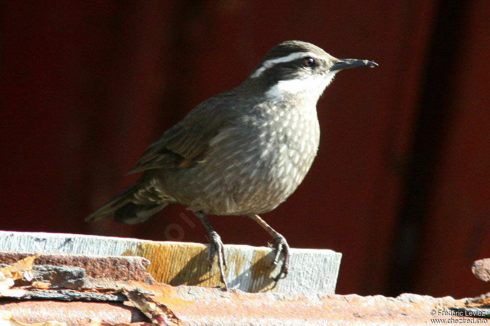 Dark-bellied Cinclodesadult