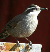 Dark-bellied Cinclodes