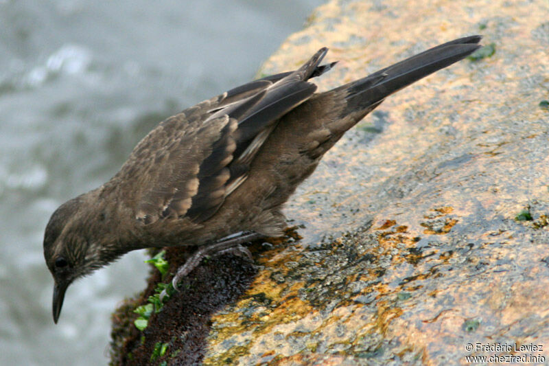 Peruvian Seaside Cinclodes