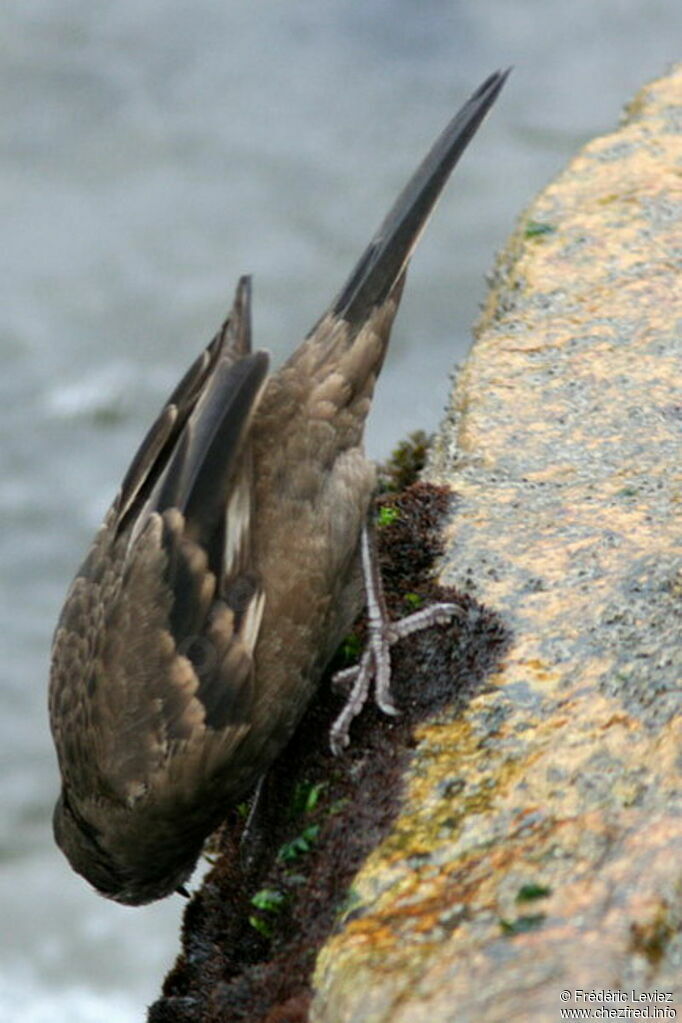 Peruvian Seaside Cinclodes