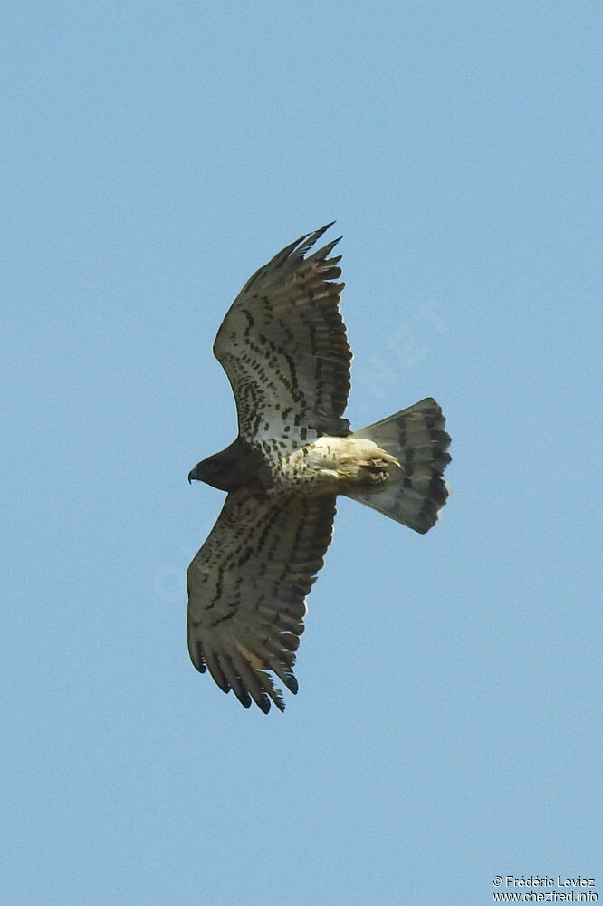 Short-toed Snake Eagleadult, Flight