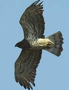 Short-toed Snake Eagle