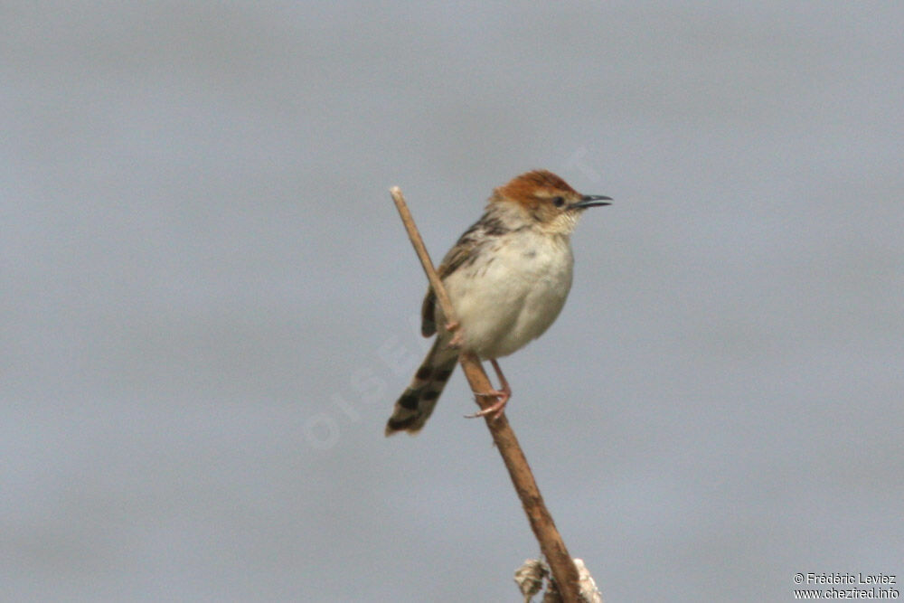 Levaillant's Cisticolaadult, identification