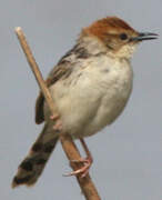 Levaillant's Cisticola