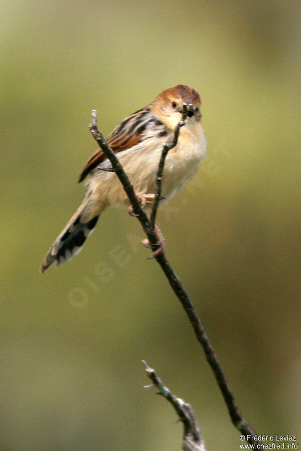 Ethiopian Cisticolaadult