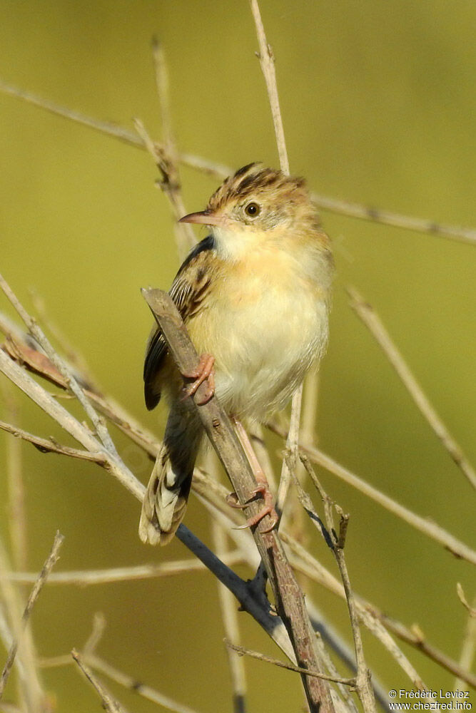 Zitting Cisticola, close-up portrait