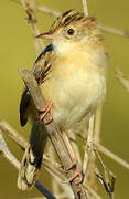 Zitting Cisticola