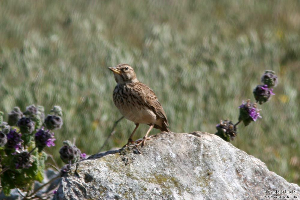 Large-billed Lark, identification