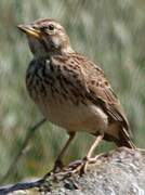 Large-billed Lark