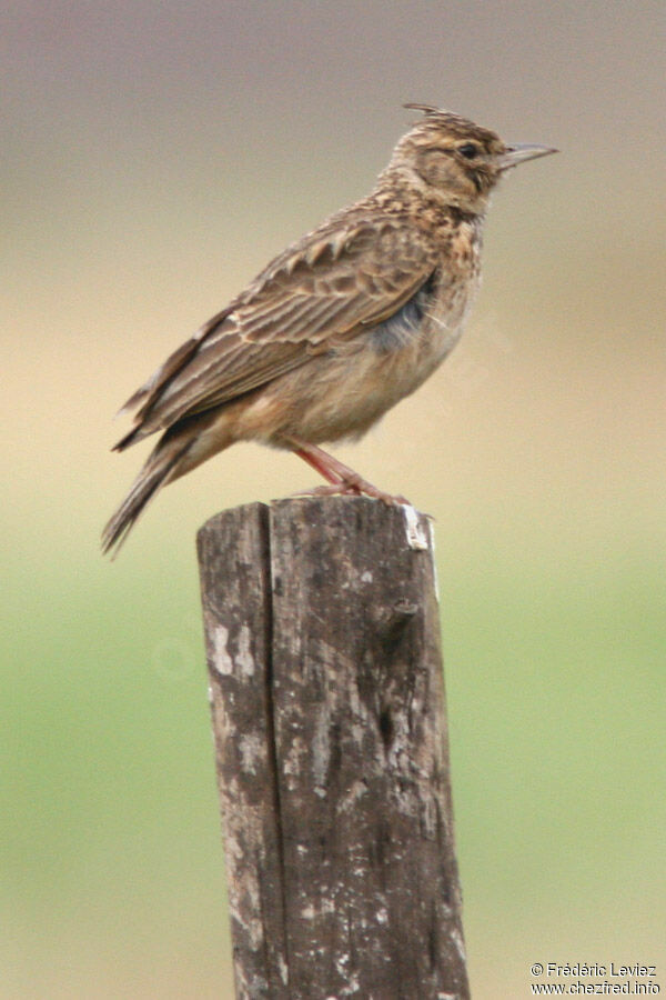 Cochevis de Théklaadulte