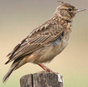 Thekla's Lark