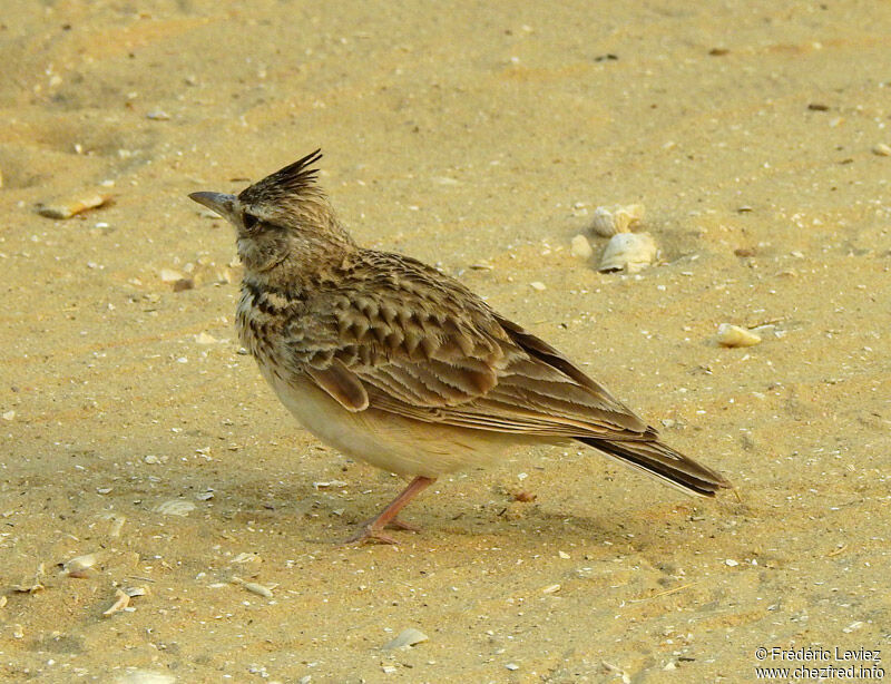 Crested Larkadult, identification, close-up portrait