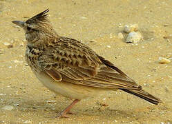 Crested Lark